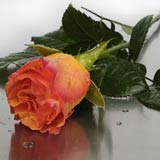 New Zealand Get Well New Zealand,:Boxed Melva Orange Roses